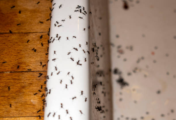 Best Wasp Removal Services  in Cooperstown, NY